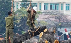 Hà Nội chỉ đạo xử lý kỷ luật sau thanh tra vụ cây xanh