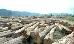Phá rừng làm thủy điện, chây ỳ nộp phí