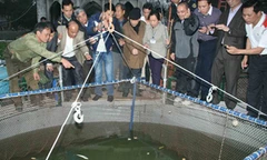 Làm bể tránh nắng nóng cho cụ rùa