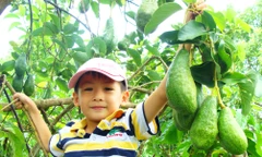 Để trái bơ thành đặc sản quý