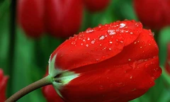 Vũ điệu của mùa xuân