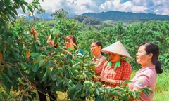Mô hình phát triển quả hồng đặc sản Bảo Lâm (huyện Cao Lộc, tỉnh Lạng Sơn)