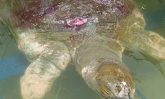 Khẩn cấp đưa cụ rùa trở lại Hồ Gươm