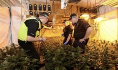 Cảnh sát Anh triệt phá một trang trại trồng cỏ của người Việt 