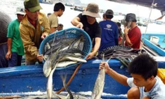 Phó Thủ tướng đồng ý bổ sung các đối tượng gián tiếp bị thiệt hại do Formosa gây ra (Ảnh IT)