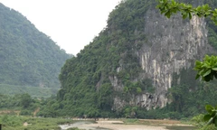 Lâm tặc đốn hạ hai cây sưa trăm tỷ ở Trường Sơn