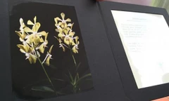 Hoa Aranda Lý Quang Diệu.