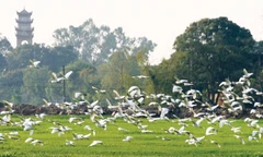 Những mùa chim thương mến