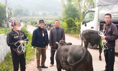 Bàn giao trâu, bò tạo sinh kế cho 40 hộ nghèo ở thành phố Thái Nguyên