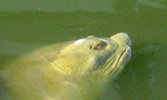 Đầu cụ Rùa đã hoàn toàn lành lặn