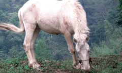 Ngựa Hữu Kiên giúp người dân thoát nghèo. Ảnh: Duy Chiến