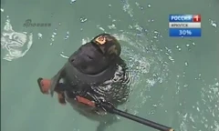 Lộ diện những chiến binh hải cẩu ‘bảo bối’ của quân đội Nga