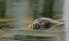 Hàng chục Rùa Hoàn Kiếm từng bị thịt ở Đồng Mô