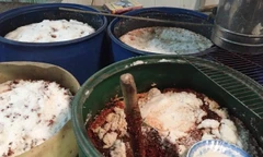 Các thùng phuy chứa tương ớt đầy giòi.