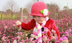 Dự thi ảnh: Rạng rỡ mùa xuân