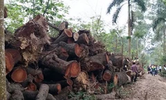 Số cây gỗ bị chặt hạ đang được tập kết bãi của cơ quan chức năng. Ảnh: TRỌNG PHÚ
