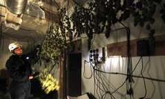 Cảnh sát Anh tịch thu những cây cần sa phơi khô trong một nhà máy ở Birmingham. Ảnh: Reuters