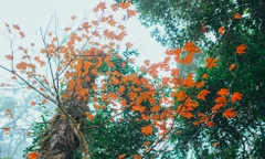 Xuyên qua rừng phong lá đỏ nhuộm thắm đất trời Tây Bắc