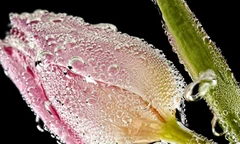 Cận cảnh các loài hoa đẹp lung linh