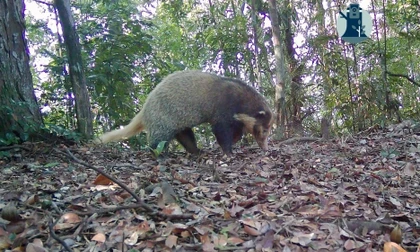 Bẫy ảnh hé lộ thế giới hoang dã bí ẩn tại Nghệ An 