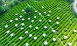 Thái Nguyên muốn thu 1 tỷ USD từ cây chè