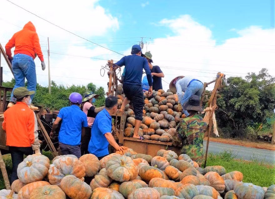 Đưa từng quả bí lên xe cày chở về nơi tập kết