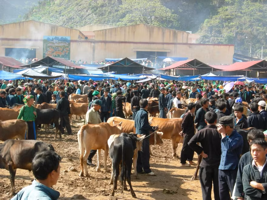 Chợ bò hàng tuần là nét đặc trưng tại Mèo Vạc (Hà Giang)