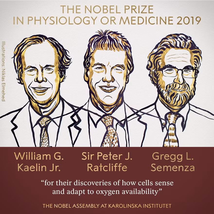 Phác họa chân dung 3 nhà khoa học đạt giải Nobel Y học 2019