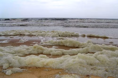 Tảo nở hoa tạo bọt (Phaeocystis globosa)tấp vào bờ trong vùng biển Bình Thuận tháng 8/2005. Ảnh:Nguyễn Ngọc Lâm.