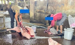 Chủ lò mổ ‘tố’ cán bộ thú y, 'đòi' gặp chủ tịch tỉnh Quảng Trị 