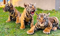 Ngắm 3 hổ con vừa chào đời ở Gia Lai 