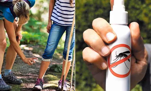 Muỗi tiếp xúc với thuốc chống muỗi
