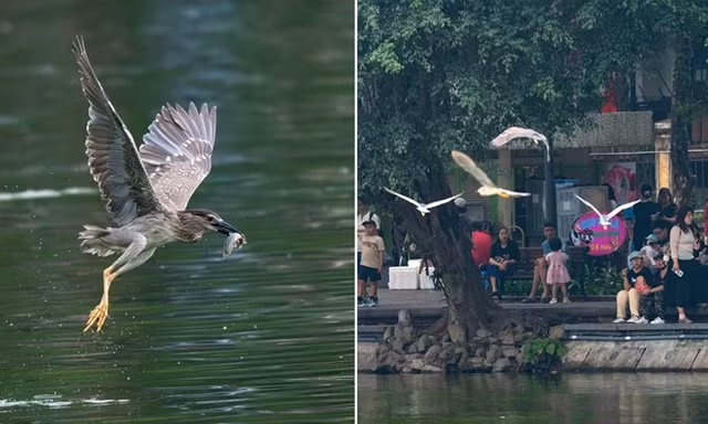 Hàng trăm chim hoang dã tụ hội tại Hồ Gươm ở Hà Nội