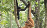 Phát hiện 6 đàn vượn đen má hung quý hiếm ở Đắk Lắk