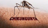 Nguy cơ bệnh Chikungunya xâm nhập Việt Nam, Bộ Y tế ra cảnh báo