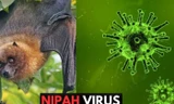 Bộ Y tế khẩn cấp yêu cầu tăng cường giám sát virus Nipah tại cửa khẩu