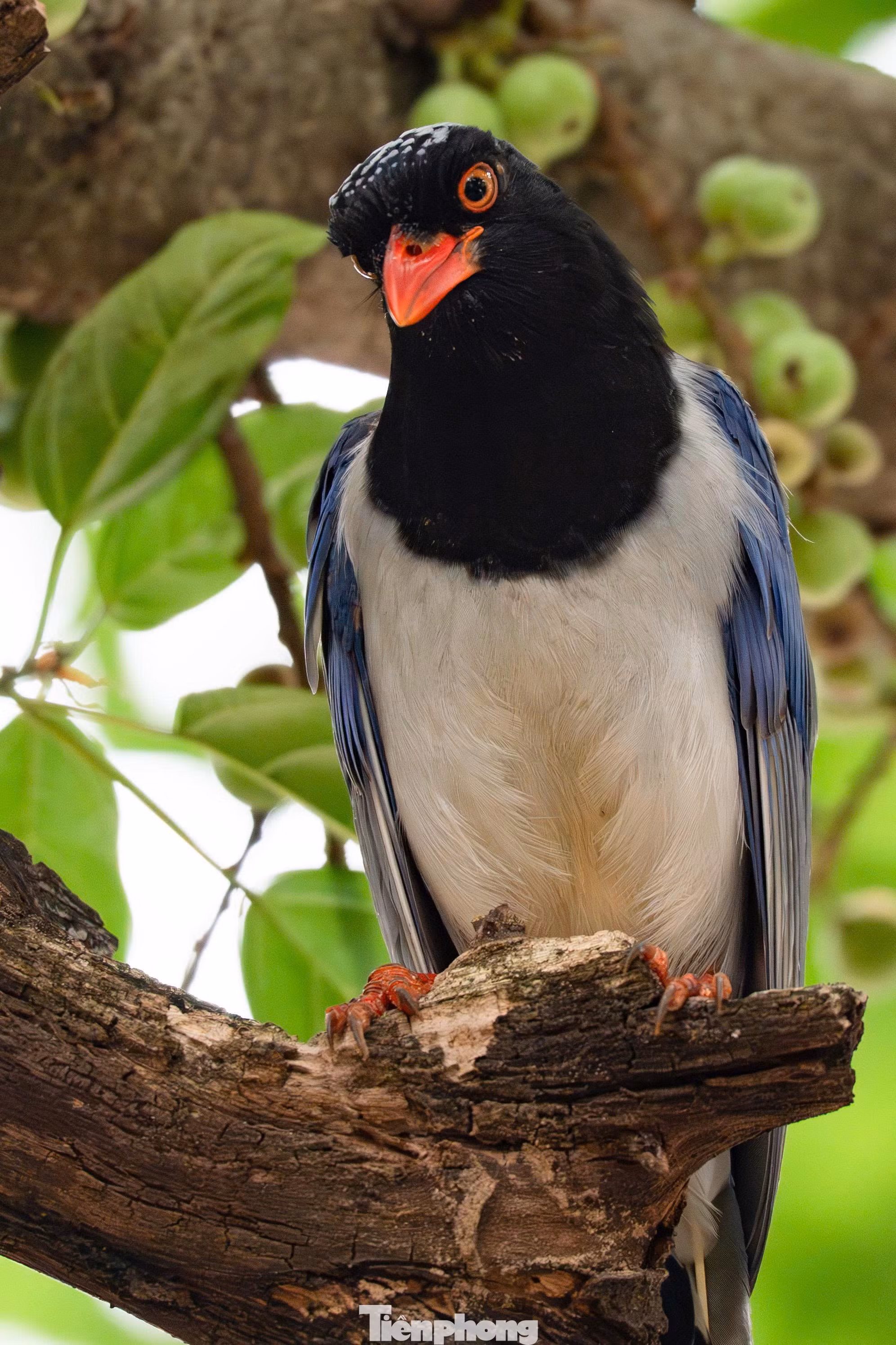 Cảnh chim giẻ cùi dạo phố