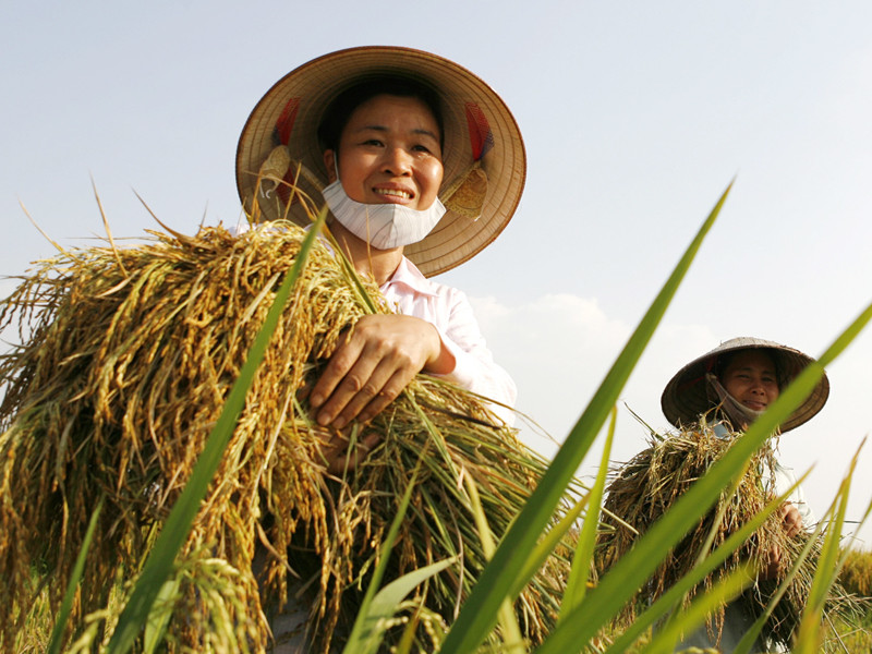Gạo Việt ‘phanh gấp’ trước động thái cứng rắn của Philippines- Ảnh 1.