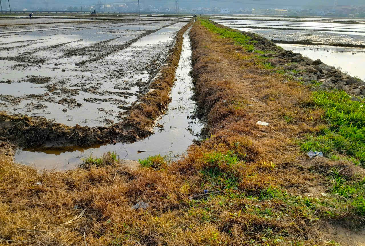 C&aacute;nh đồng ở Nghệ An sau khi thuốc diệt cỏ ch&aacute;y