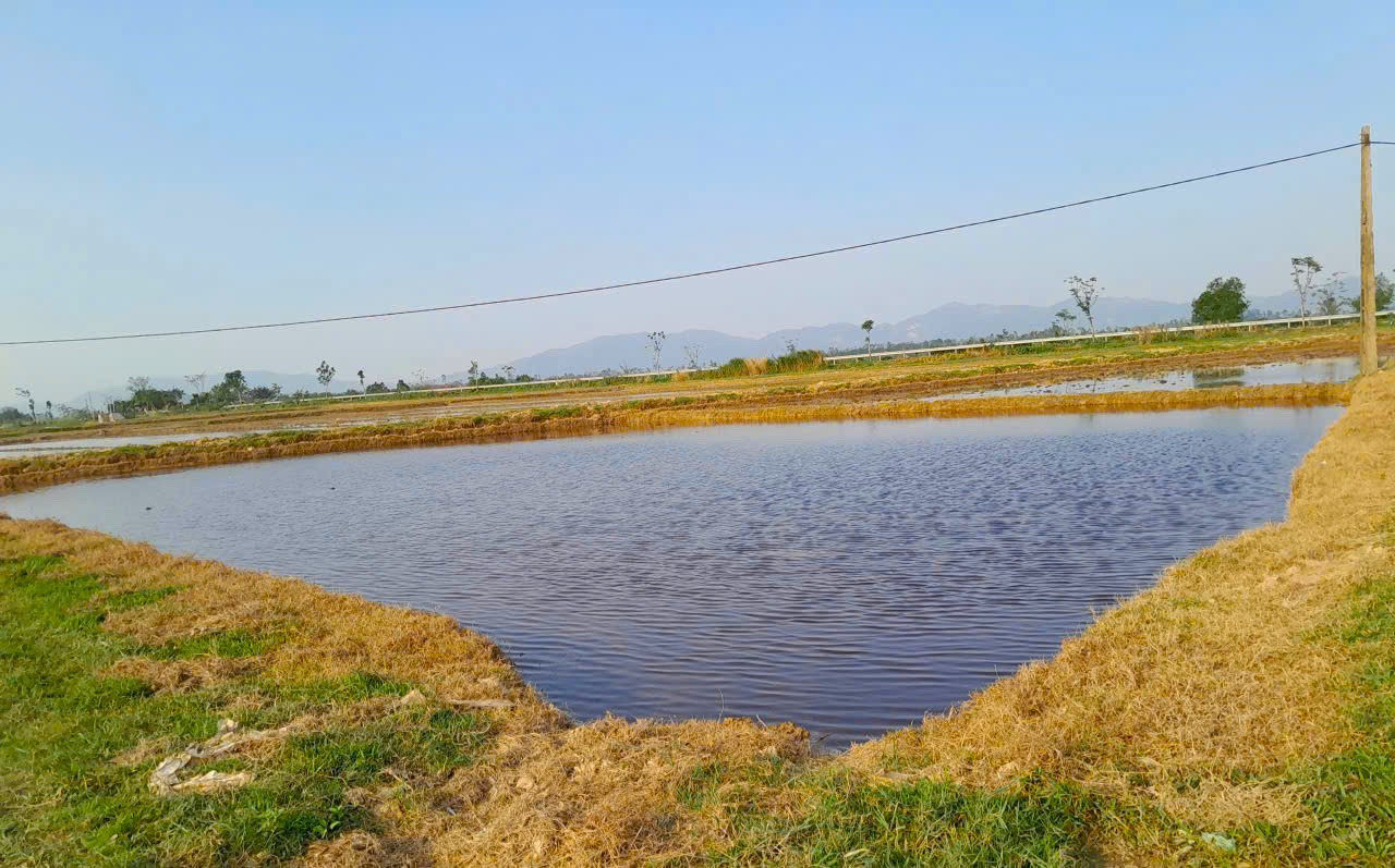 C&aacute;nh đồng v&agrave;ng &uacute;a m&ugrave;a vụ mới