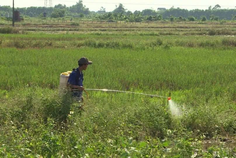 Người d&acirc;n lo ngại sức khỏe do thuốc diệt cỏ