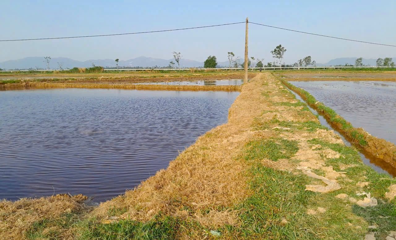 C&aacute;nh đồng v&agrave;ng &uacute;a sau phun thuốc