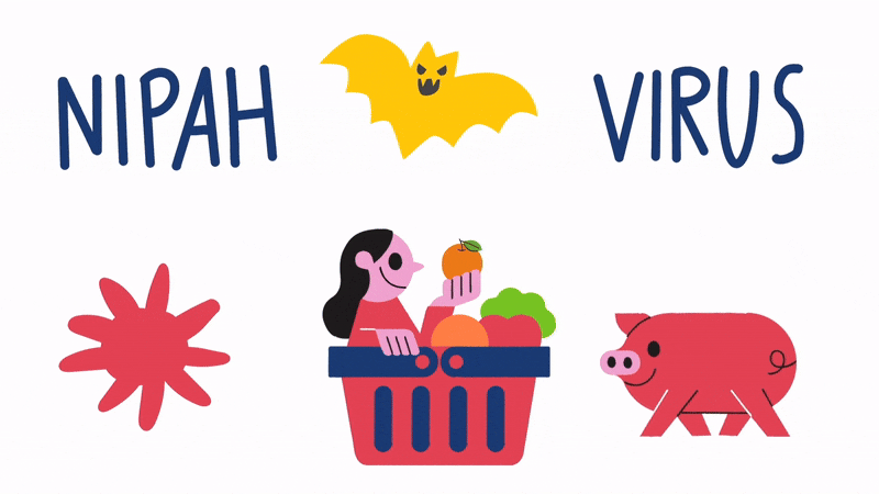 Virus Nipah có đường lây nhiễm không đơn giản