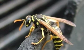 Cà Mau: Mẹ tử vong, con nhập viện do bị ong vò vẽ đốt