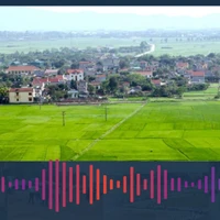 Cá nhân không trực tiếp sản xuất nông nghiệp vẫn được nhận chuyển nhượng đất trồng lúa