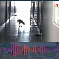 Nuôi chó, mèo ở chung cư có bị phạt tiền?