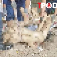 ĐIỂM TIN 7/5: Rơi vào cối xay giấy tử vong; Giết vợ 'hờ' rồi chạy vào rừng trốn