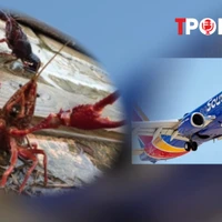 ĐIỂM TIN 22/6: 'Thủy quái' đáng sợ đổ về Việt Nam; Thót tim máy bay Mỹ bay cách mặt đất chỉ 160m