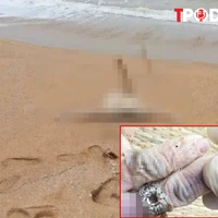 NÓNG 21/2: Vụ chồng giết vợ, phân xác thả xuống biển: Lời kể bàng hoàng của hàng xóm