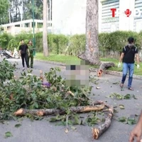 ĐIỂM TIN: Nhánh cây gãy khiến 5 người thương vong: Ai chịu trách nhiệm?